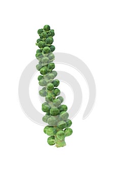 Brussel sprouts on the stalk