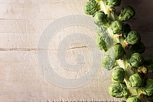 Brussel sprouts on stalk background