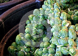 Brussel Sprouts on Stalks