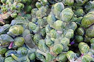 Brussel sprouts on stalks