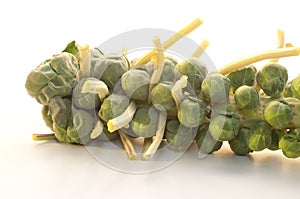 Brussel Sprouts on the stem