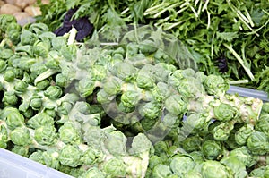 Brussel Sprouts photo