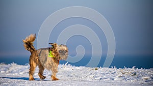 Brussels griffon blurred background, beautiful colors