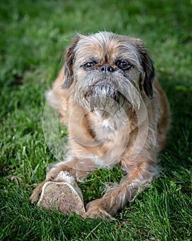 Brussels Griffon Dog