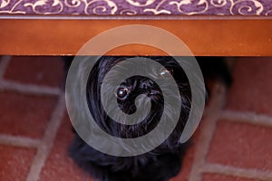 Brussels Griffon dog hiding under chair looking scared