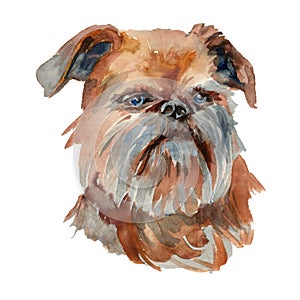 Brussels griffon dog portrait