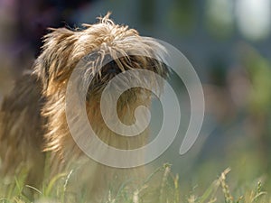 Brussels griffon among grasses, blurred background, beautiful colors