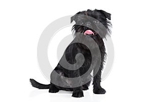 Brussels griffon portrait