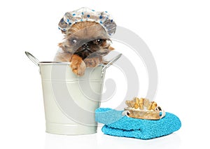 Brussels Griffon puppy in a bucket and bath hat