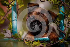 brussels griffon in summer garden