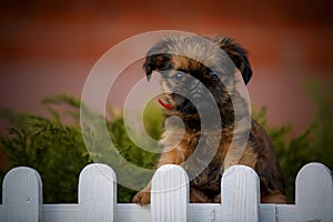 brussels griffon in summer garden