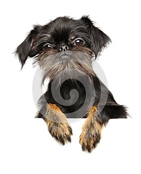 Brussels Griffon on a white background