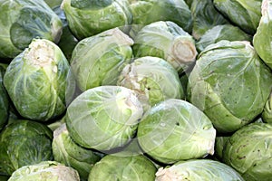 Brussels sprout, Brassica oleracea Gemmifera