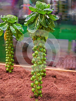 Brussels sprout cabbage groing up. Vegetable food vegetarian concept