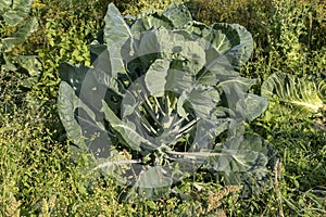 The Brussels sprout cabbage plant growing in organic permaculture garden