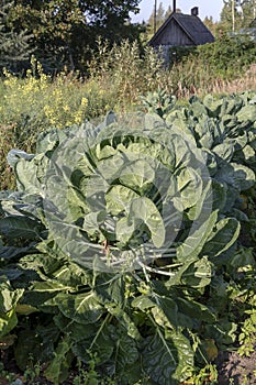 The Brussels sprout cabbage plant growing in organic permaculture garden