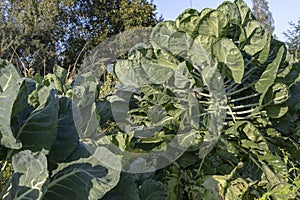 The Brussels sprout cabbage plant growing in organic permaculture garden