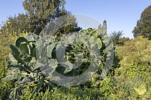 The Brussels sprout cabbage plant growing in organic permaculture garden