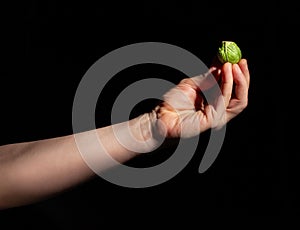 brussels sprout in hand on black