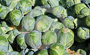 Brussels sprout is a member of the Gemmifera Group of cabbages