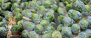 Brussels sprout is a member of the Gemmifera Group of cabbages