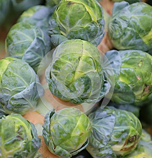 Brussels sprout is a member of the Gemmifera Group of cabbages Brassica oleracea,