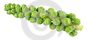 Brussels Sprout Stalks photo