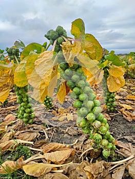 Brussels sprout stalks not yet harvested