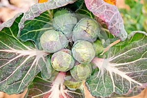 Brussels sprouts