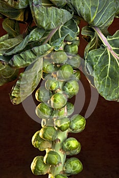 Brussels Sprouts (Brassica oleracea)