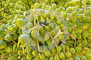 Brussels sprouts, buds called sprouts sold as food at farm stand in Fall