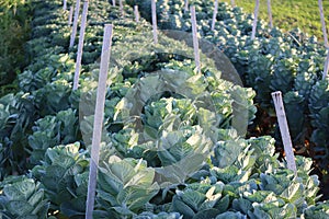 Brussels sprouts field