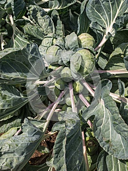 Brussels Sprouts in the field