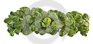 Brussels sprouts isolated on white background