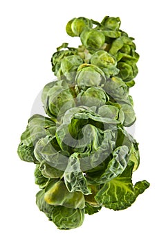 Brussels sprouts isolated on white background