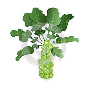 Brussels sprouts with leaves on white background, isolated. Organic raw cabbage. Cruciferous vegetable vector