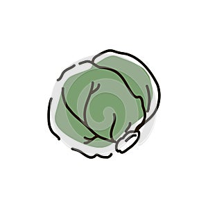 Brussels sprouts outline on a white background. Icon. Vector illustration