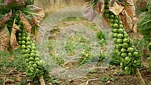 Brussels sprouts plant cabbages Brassica oleracea leaf vegetables bush harvest, winter form resistant frost garden farm