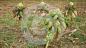 Brussels sprouts plant cabbages Brassica oleracea leaf vegetables bush harvest, winter form resistant frost garden farm