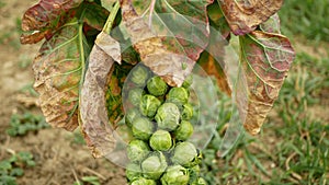 Brussels sprouts plant cabbages Brassica oleracea leaf vegetables bush harvest, winter form resistant frost garden farm