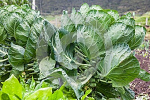 Brussels sprouts plant at cultivation field