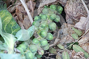 Brussels sprouts on plant at farm in Zevenhuizen, The Netherlands
