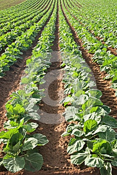 Brussels Sprouts in Rows