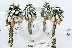 Brussels sprouts in snow