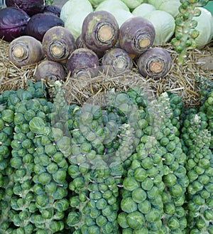 Brussels sprouts on stems at a market in winter