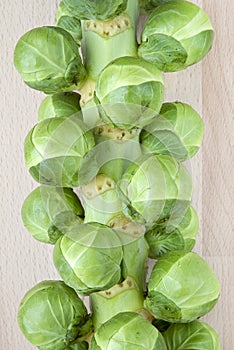 Brussels sprouts tree photo