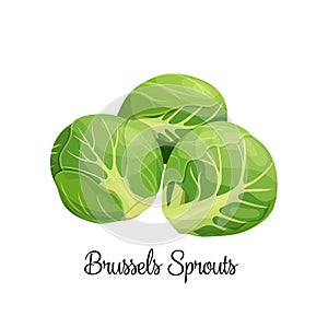 Brussels sprouts vector