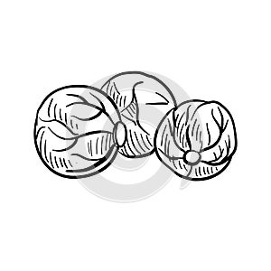 brussels sprouts, vector drawing sketch of vegetable