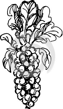 Brussels sprouts. Vector Illustration