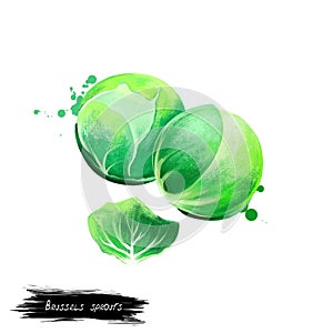 Brussels sprouts vegetable isolated on white. Hand drawn illustration of leafy green vegetables cabbages grown for